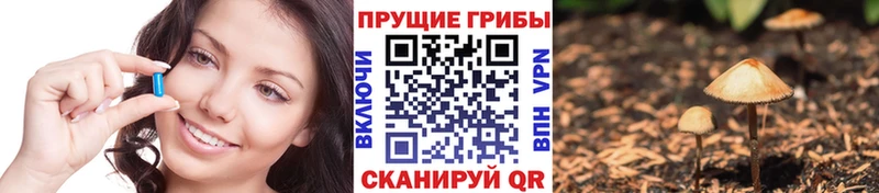 Псилоцибиновые грибы Psilocybe  Назрань 